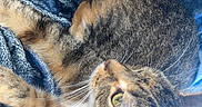 Ruby is registered to the contest to win money with this photo: cat, tabby_cat, pet, animal, feline, fur, whiskers, green_eyes, close_up, blue_blanket, texture, soft, resting, domestic_animal, sleepy, cozy, indoor, cute, relaxed, natural_light
