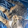 cat, tabby_cat, pet, animal, feline, fur, whiskers, green_eyes, close_up, blue_blanket, texture, soft, resting, domestic_animal, sleepy, cozy, indoor, cute, relaxed, natural_light