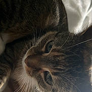 Ruby is registered to the contest to win money with this photo: cat, tabby, pet, animal, whiskers, fur, close_up, indoor, blanket, resting, cute, feline, soft_light, cozy, domestic_animal, sleepy, portrait, curious, relaxed, bedroom