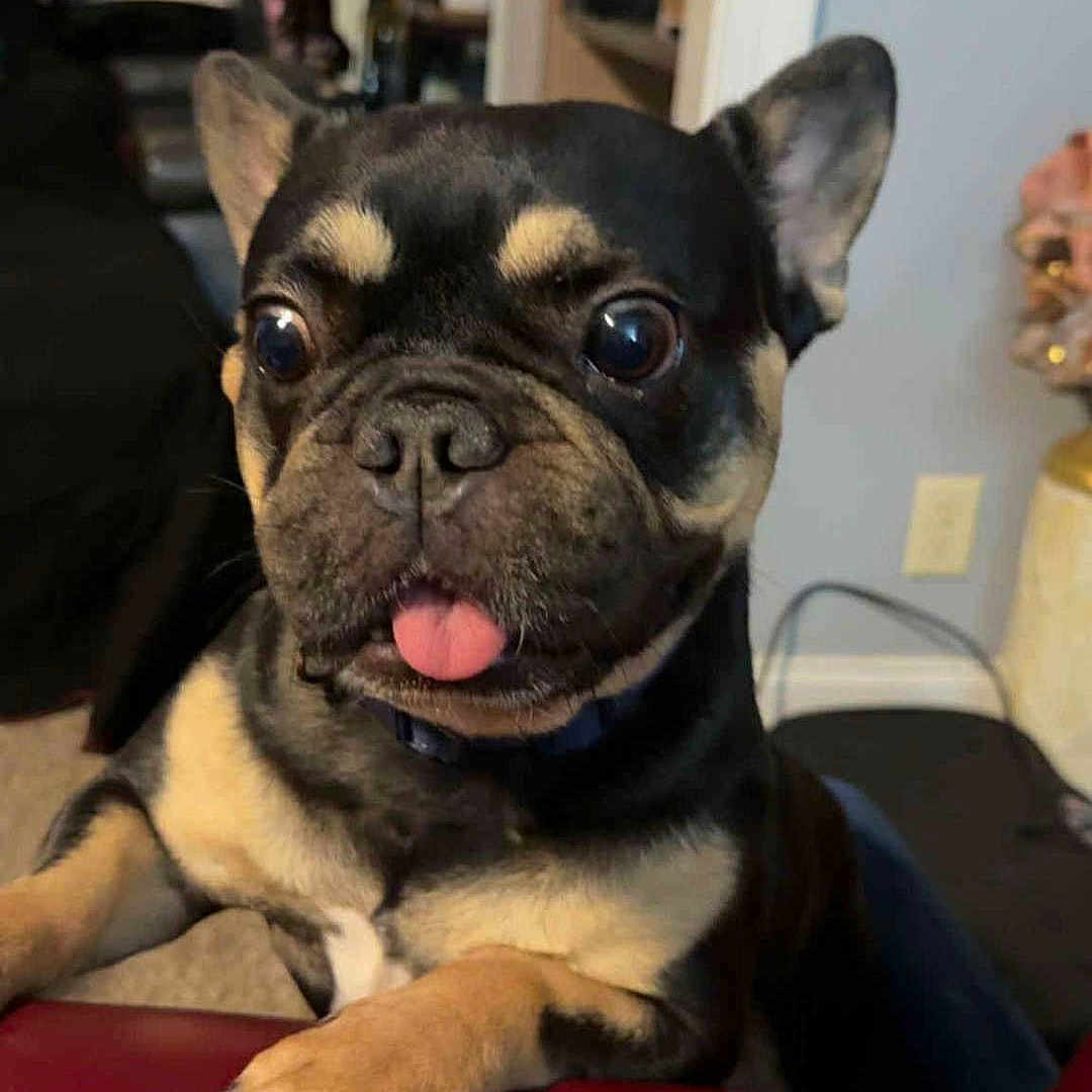 Majete is registered to the contest to win money with this photo: animal, black_and_tan, close_up, companion, curious, cute, dog, ears, face, french_bulldog, fur, home, indoor, looking, paws, pet, puppy, red_surface, small_dog, tongue_out