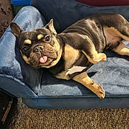 Majete is registered to the contest to win money with this photo: dog, french_bulldog, tongue_out, couch, blue_couch, carpet, indoor, pet, relaxed, sunlight, tongue, canine, domestic_animal, fur, paw, cute, playful, resting, animal, home_interior