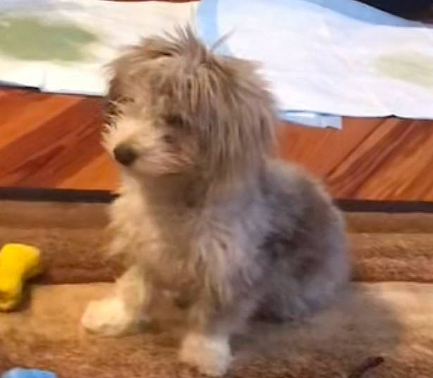 Buddy joined the competition — help win amazing prizes! canidae, carnivore, companion_dog, dog, dog_breed, flooring, fur, hardwood, maltepoo, non_sporting_group, small_terrier, snout, sporting_group, terrestrial_animal, terrier, toy, toy_dog, water_dog, wood, working_animal