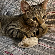 Pesto joined the competition — help win amazing prizes! cat, tabby_cat, pet, animal, toy_mouse, quilt, fabric, paw, whiskers, ears, striped, closeup, indoor, bed, playing, curious, feline, hands, resting, cozy
