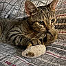 cat, tabby_cat, pet, animal, toy_mouse, quilt, fabric, paw, whiskers, ears, striped, closeup, indoor, bed, playing, curious, feline, hands, resting, cozy