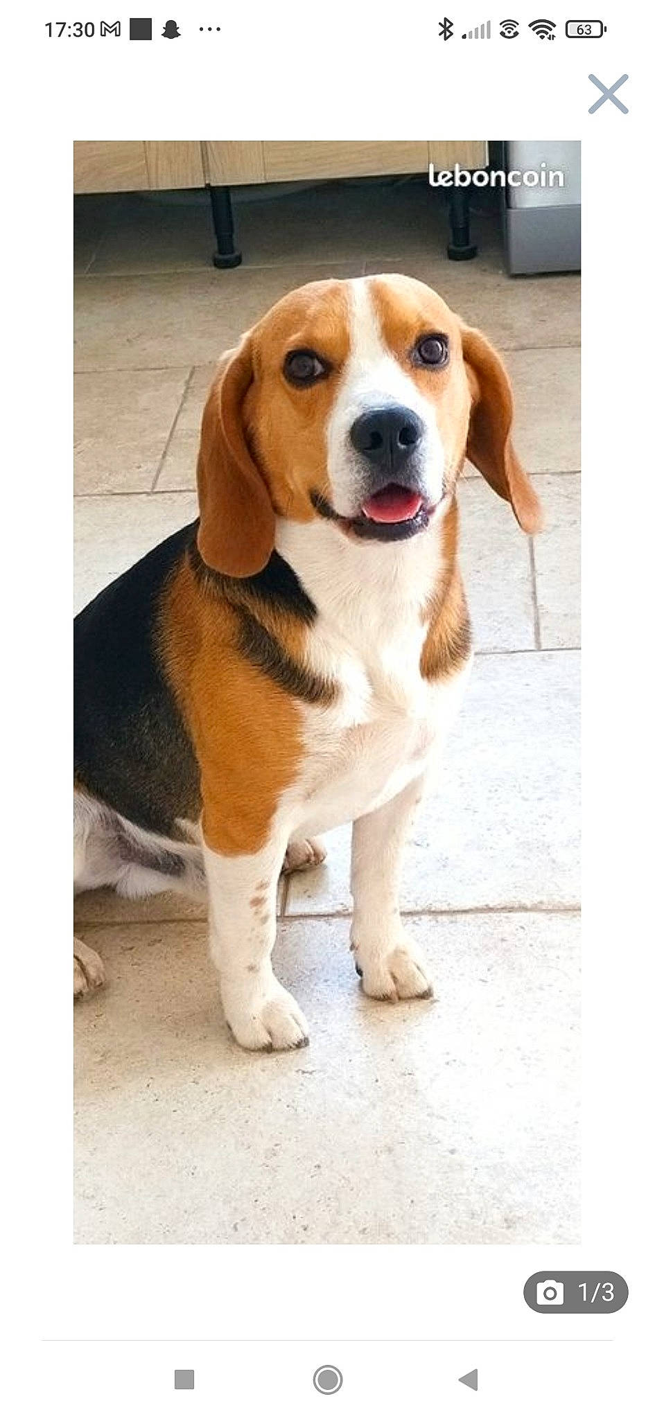 Pongo a rejoint le concours — aidez-le/la à gagner de superbes lots ! carnivore, collar, companion_dog, dog, dog_breed, fawn, hound, hubcap, hunting_dog, liver, sporting_group, tire_care, working_animal