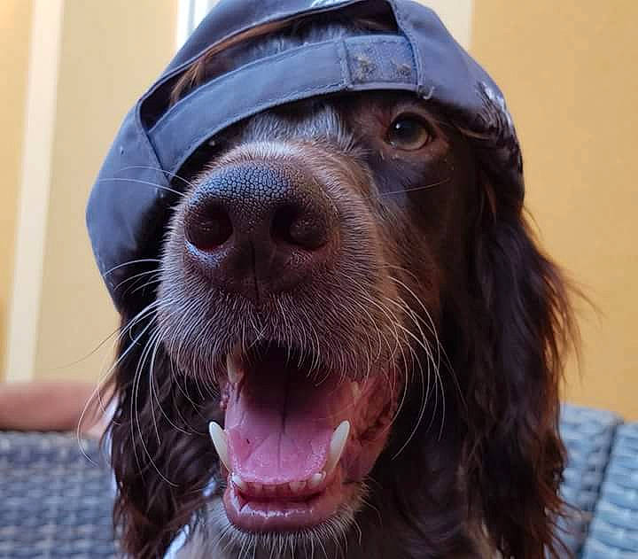 Nickel De La Rivière Ouareau participe au concours pour gagner de l'argent avec cette photo : carnivore, close_up, companion_dog, dog, dog_breed, electric_blue, fang, fur, jaw, liver, snout, sporting_group, terrestrial_animal, whiskers, working_animal, yawn