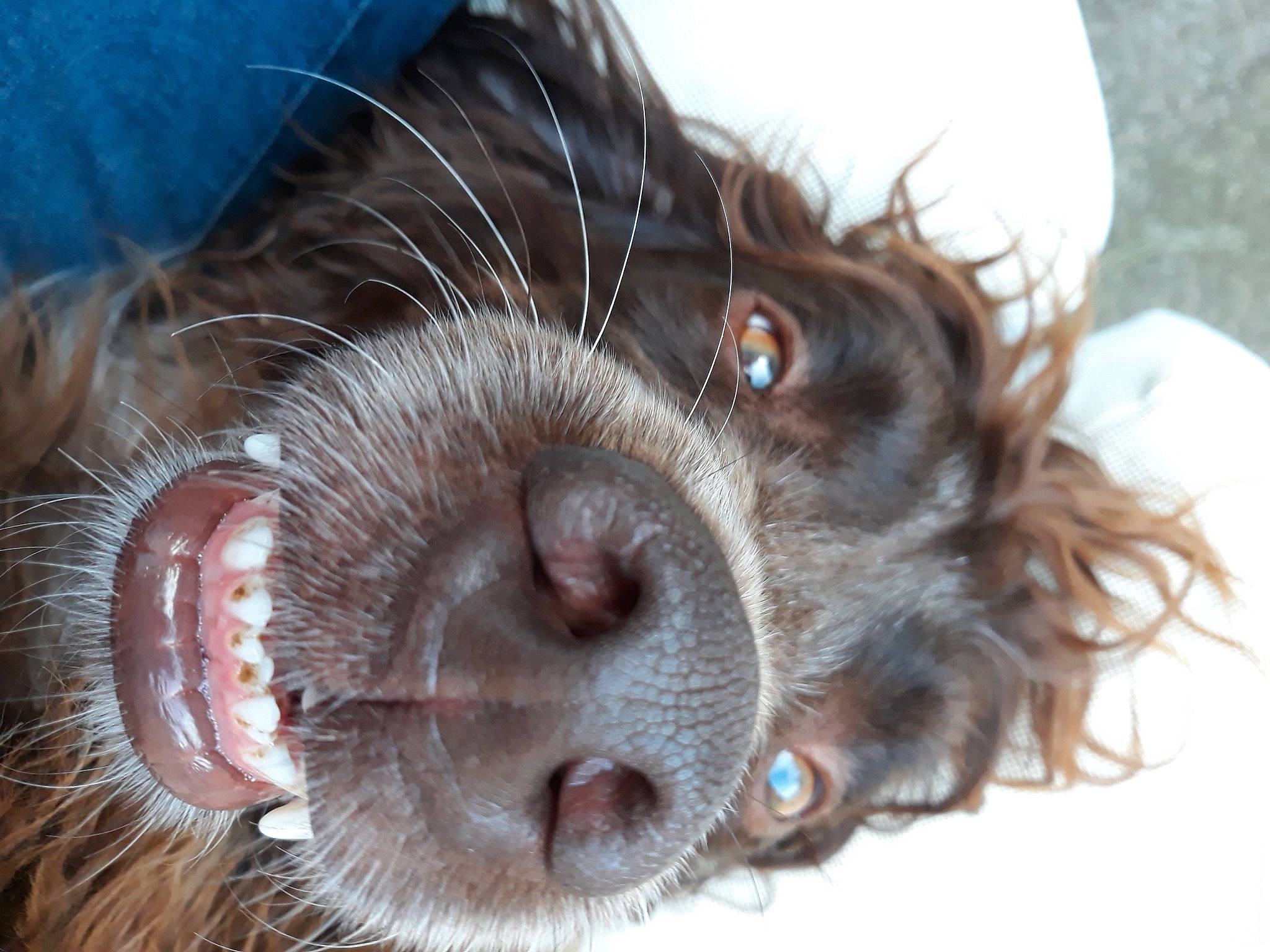 Nickel De La Rivière Ouareau a rejoint le concours — aidez-le/la à gagner de superbes lots ! canidae, carnivore, claw, close_up, companion_dog, dog, dog_breed, ear, fawn, fur, liver, paw, puppy, snout, spaniel, sporting_group, toy_dog, whiskers, working_animal, wrinkle