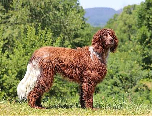 Nickel De La Rivière Ouareau participe au concours pour gagner de l'argent avec cette photo : canidae, carnivore, companion_dog, dog, dog_breed, grass, grassland, gun_dog, liver, plant, sky, snout, spaniel, sporting_group, stichelhaar, tail, terrestrial_animal, tree, water_dog, working_animal