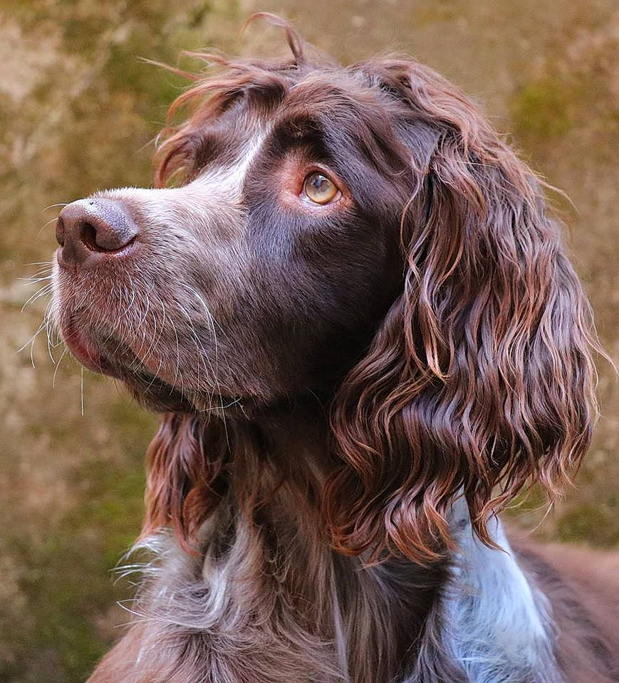 Nickel De La Rivière Ouareau