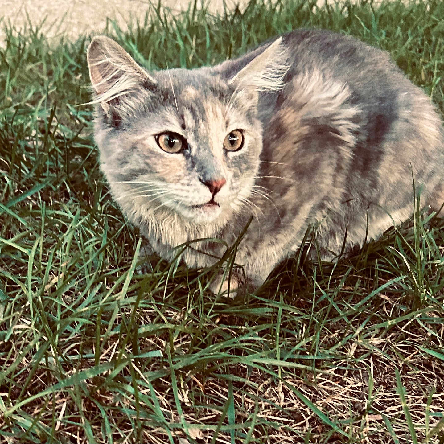 Michelada is registered to the contest to win money with this photo: alert, animal, cat, close_up, crouching, daylight, ears, eyes, feline, fur, grass, gray_cat, ground, mammal, nature, outdoor, pet, tail, whiskers, wildlife