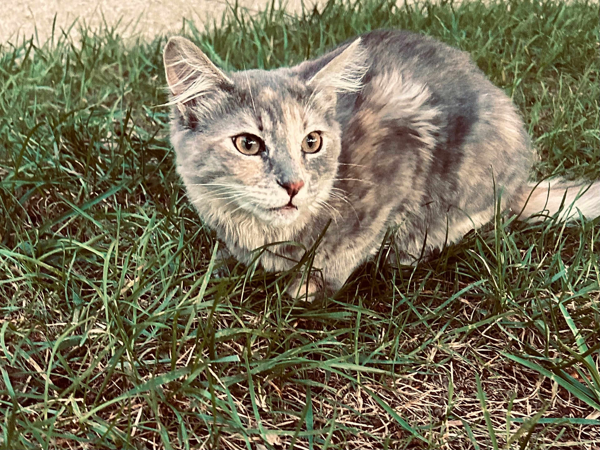 Michelada is registered to the contest to win money with this photo: cat, gray_cat, grass, outdoor, animal, pet, feline, alert, nature, wildlife, crouching, fur, whiskers, ears, eyes, tail, mammal, close_up, daylight, ground