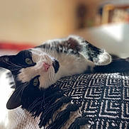 Mino a rejoint le concours — aidez-le/la à gagner de superbes lots ! animal, bedroom, black_and_white, blanket, cat, close_up, cozy, cute, ears, feline, indoor, lying_down, nose, pet, relaxing, resting, soft_focus, sunlight, texture, whiskers