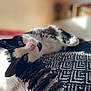 animal, bedroom, black_and_white, blanket, cat, close_up, cozy, cute, ears, feline, indoor, lying_down, nose, pet, relaxing, resting, soft_focus, sunlight, texture, whiskers