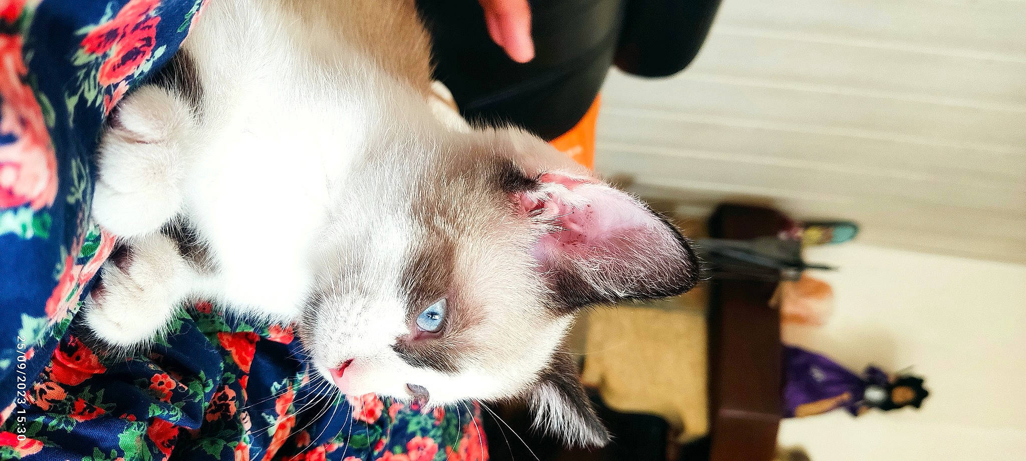 Simba participe au concours pour gagner de l'argent avec cette photo : beard, carnivore, cat, claw, collar, domestic_short_haired_cat, fang, felidae, foot, fur, paw, plant, small_to_medium_sized_cats, snout, whiskers, yawn