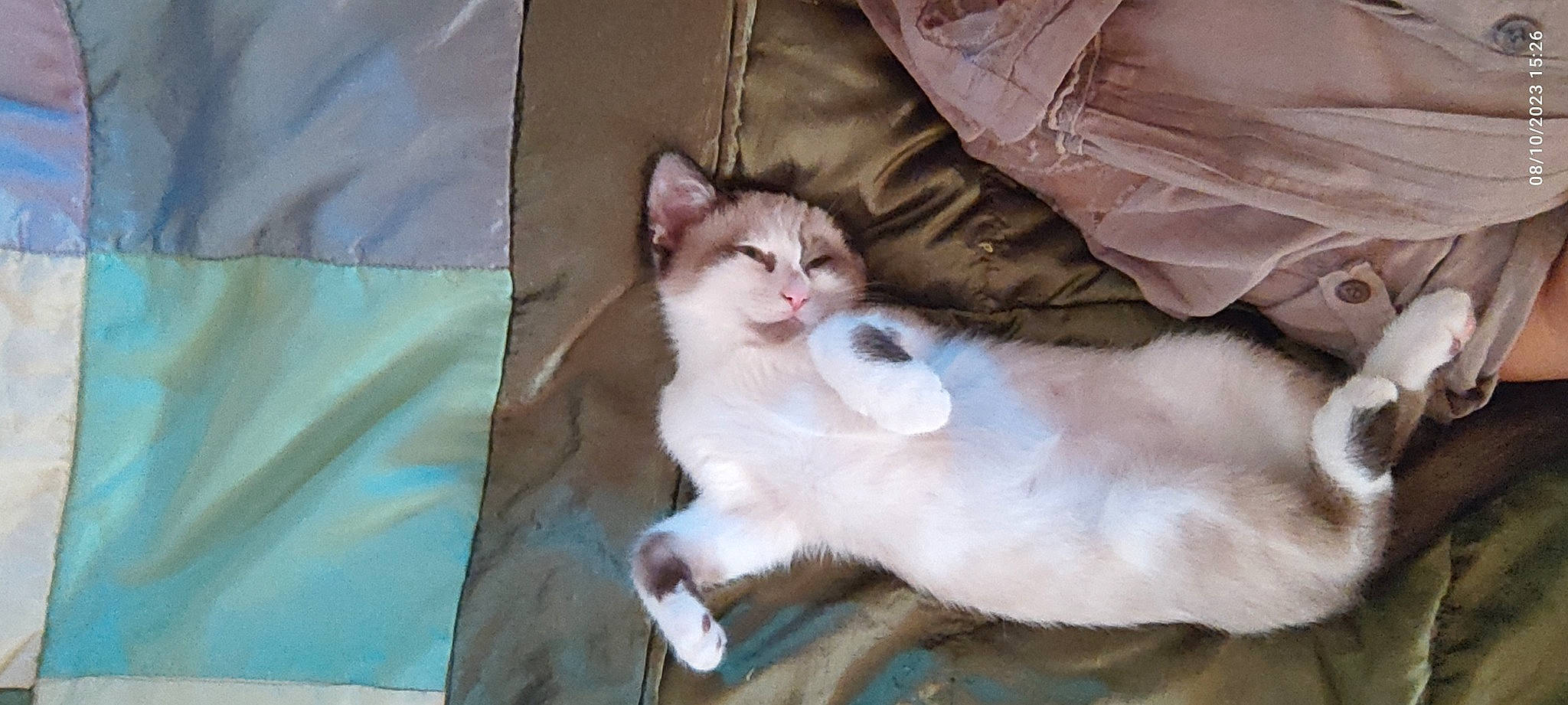 Simba participe au concours pour gagner de l'argent avec cette photo : carnivore, cat, comfort, domestic_short_haired_cat, fawn, felidae, fur, linens, paw, small_to_medium_sized_cats, snout, tail, whiskers