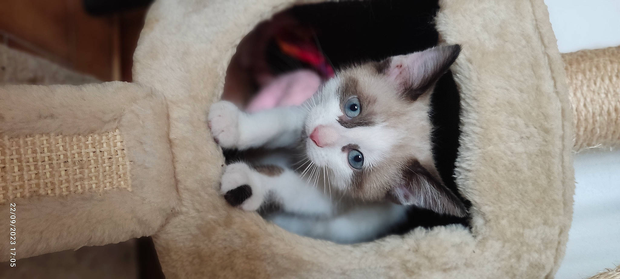 Simba a rejoint le concours — aidez-le/la à gagner de superbes lots ! carnivore, cat, cat_supply, claw, comfort, domestic_short_haired_cat, eye, eyelash, fawn, felidae, fur, head, paw, small_to_medium_sized_cats, snout, whiskers