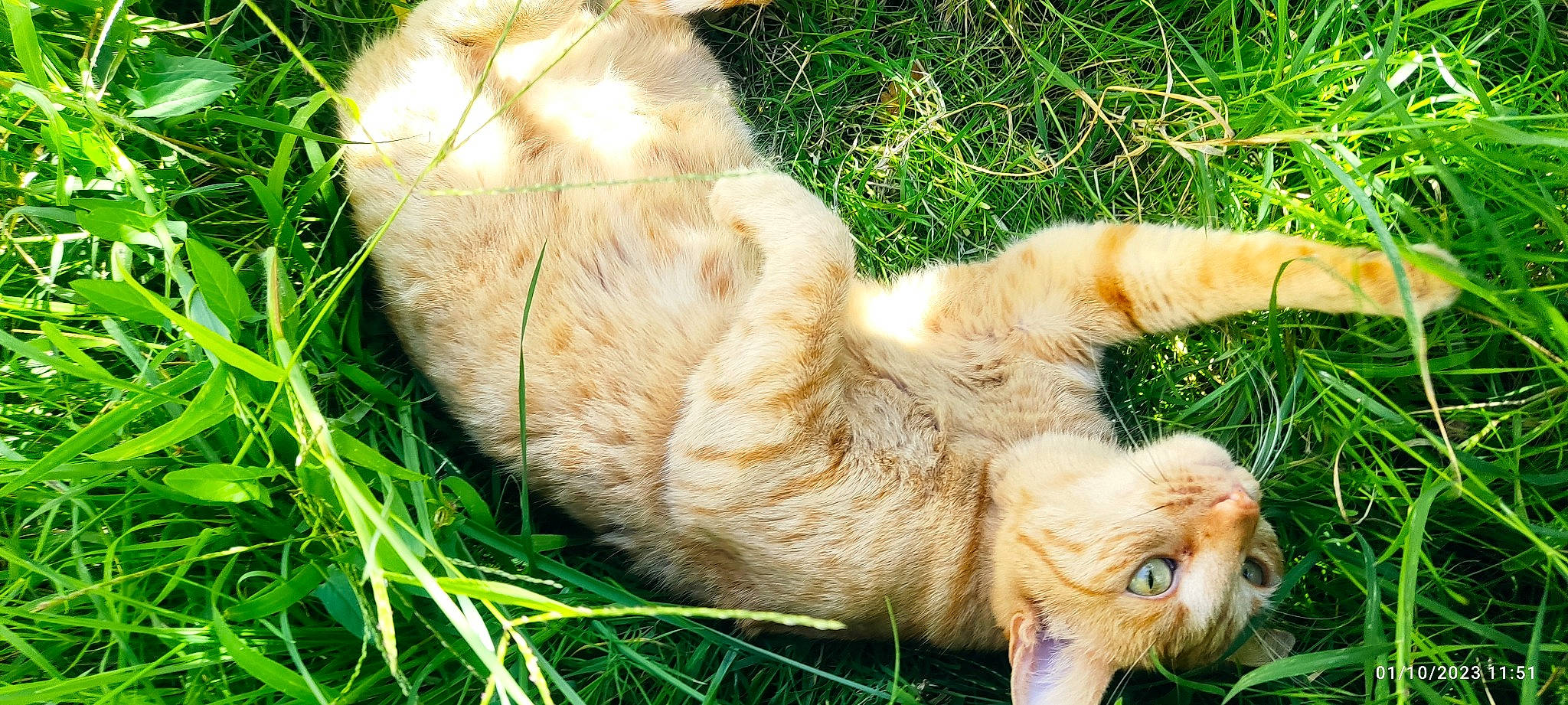 Chacha participe au concours pour gagner de l'argent avec cette photo : canidae, carnivore, cat, claw, companion_dog, dog_breed, domestic_short_haired_cat, fawn, felidae, fur, grass, paw, plant, rabbits_and_hares, small_to_medium_sized_cats, sporting_group, tail, terrestrial_animal, tree, whiskers