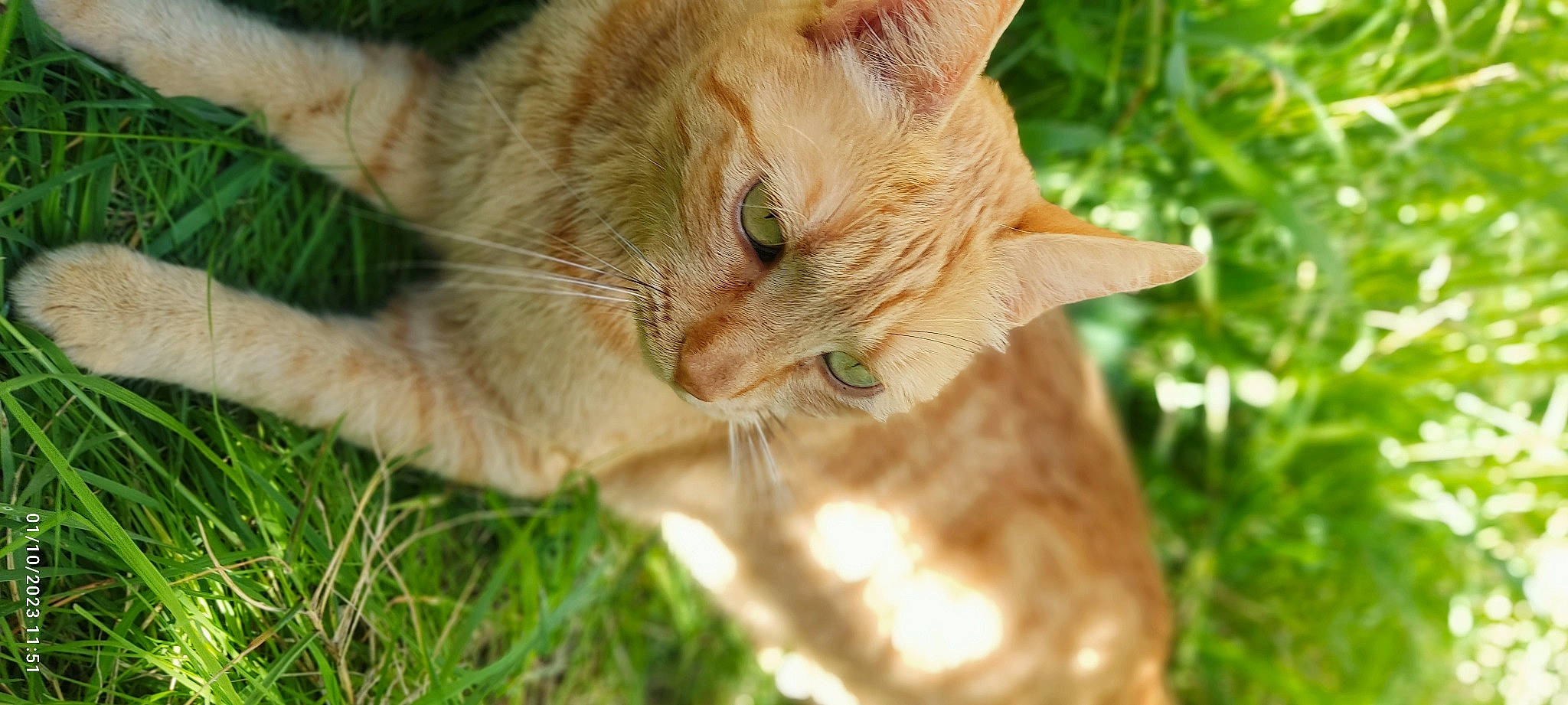 Chacha a rejoint le concours — aidez-le/la à gagner de superbes lots ! carnivore, cat, domestic_short_haired_cat, ear, fawn, felidae, fur, gesture, grass, paw, plant, small_to_medium_sized_cats, snout, tail, terrestrial_animal, tree, whiskers, wildlife, wood