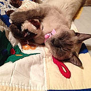Kiki is registered to the contest to win money with this photo: