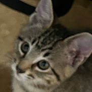 Nene is registered to the contest to win money with this photo: animal, blurred, cat, close_up, curious, cute, domestic, ears, eyes, feline, fur, indoor, kitten, looking_up, mammal, pet, portrait, tabby, whiskers, young