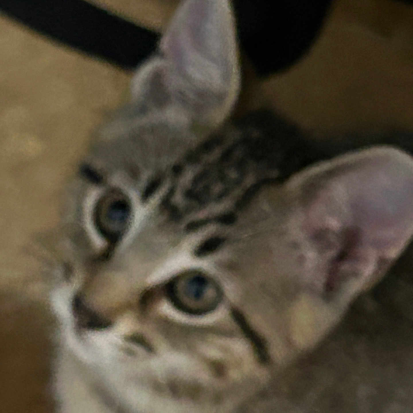 Nene
