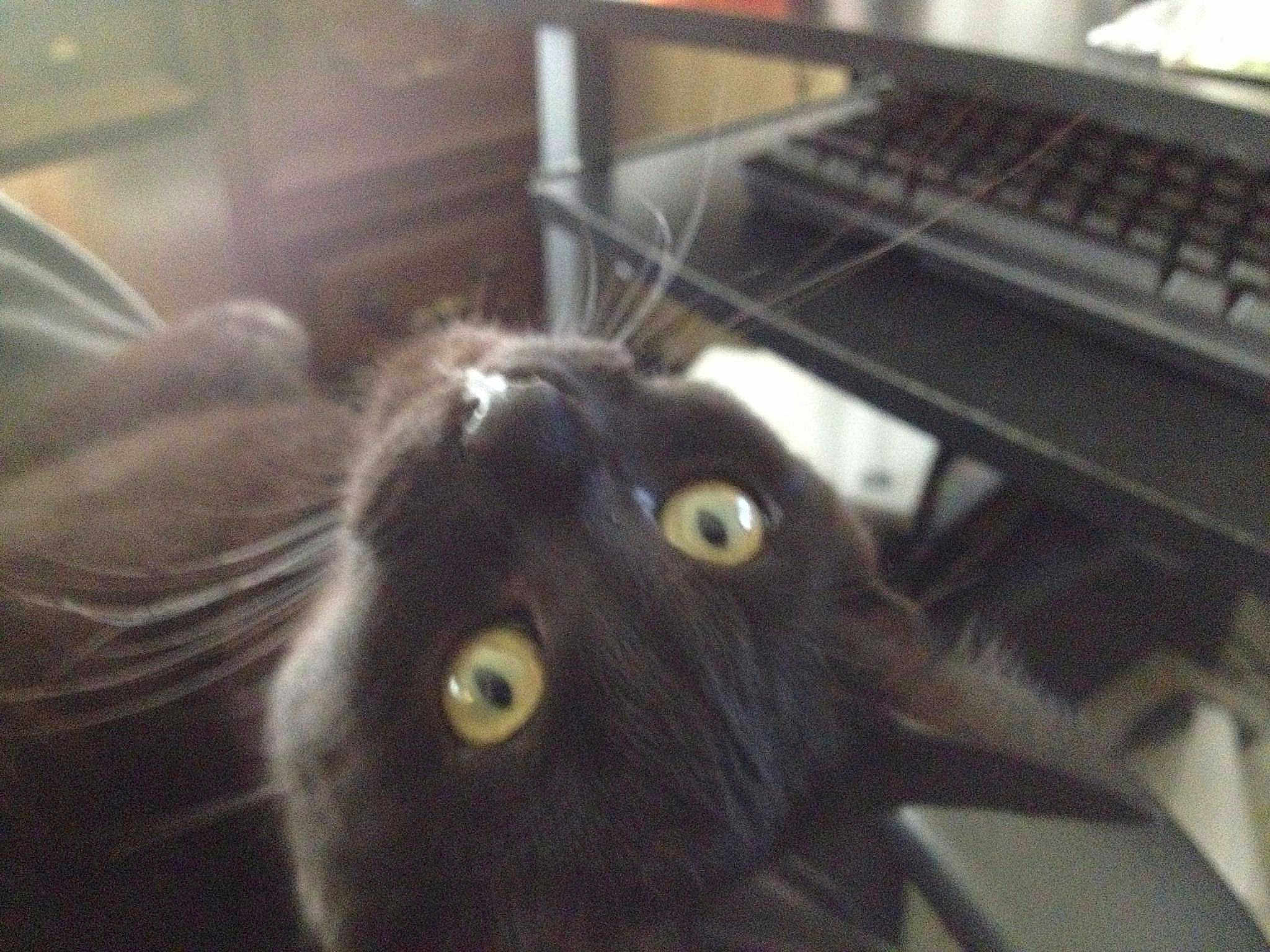 Koko