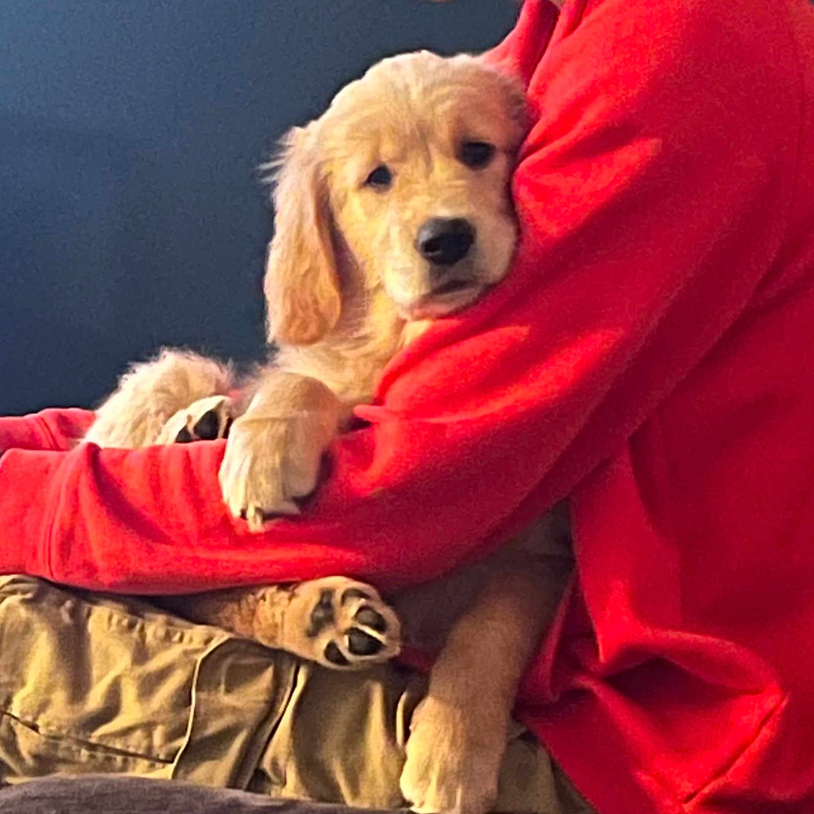 Grace joined the competition — help win amazing prizes! adult, animal, blanket, canine, chair, cockerspaniel, couch, cushion, dog, furniture, goldenretriever, homedecor, hound, male, man, person, pet, puppy, sleeping, terrier