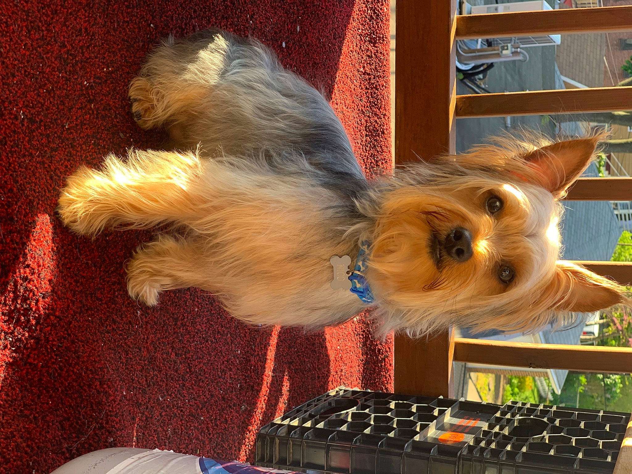 Nico is registered to the contest to win money with this photo: australian_silky_terrier, australian_terrier, biewer_terrier, cairn_terrier, canidae, carnivore, companion_dog, dog, dog_breed, fawn, mammal, morkie, norwich_terrier, small_terrier, sporting_lucas_terrier, terrier, toy_dog, vertebrate, yorkshire_terrier