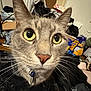 cat, close_up, green_eyes, curious, collar, indoor, household, clutter, feline, whiskers, pet, animal, mammal, face, ears, fur, domestic, looking_at_camera, messy_background, eyes
