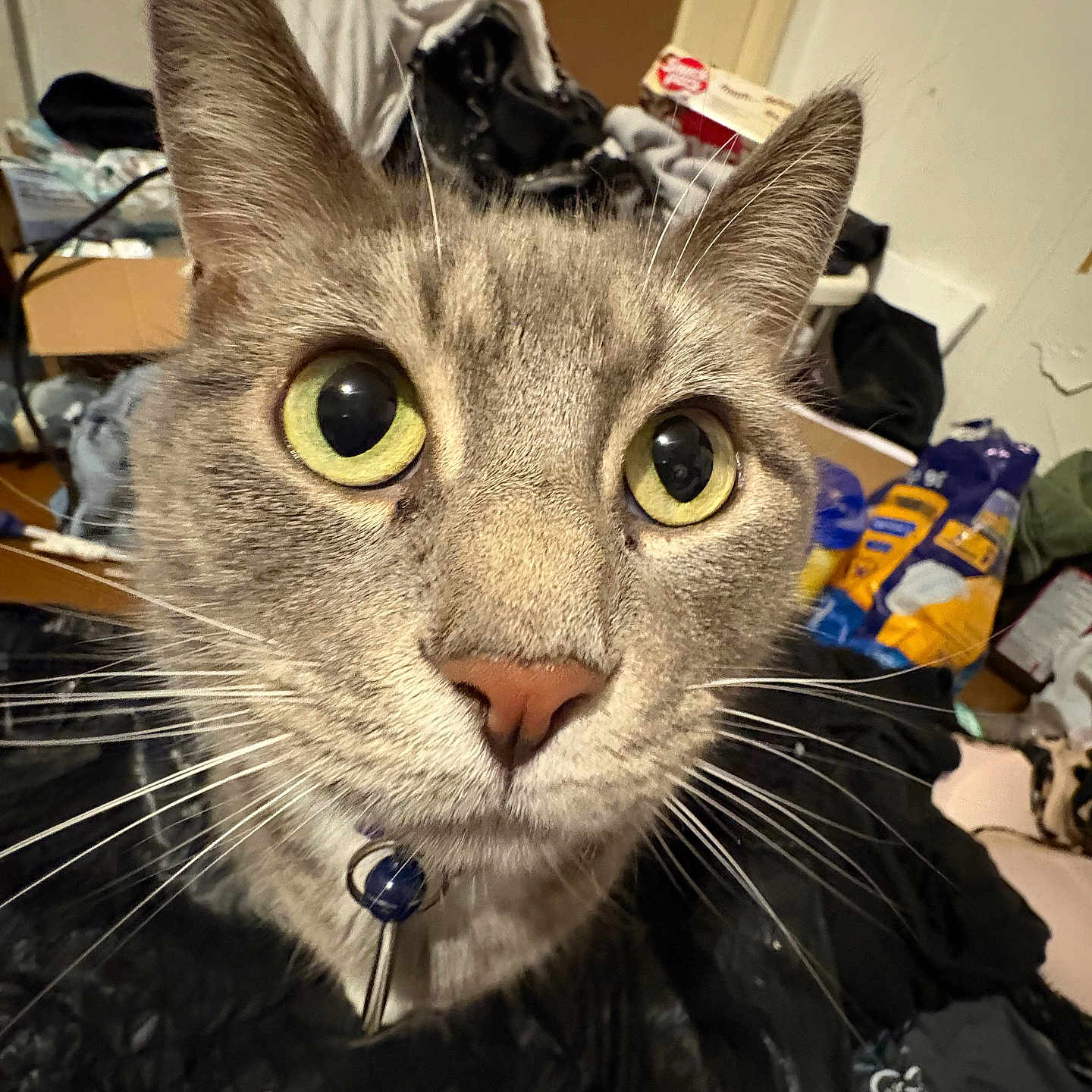 Sir joined the competition — help win amazing prizes! animal, cat, close_up, clutter, collar, curious, domestic, ears, eyes, face, feline, fur, green_eyes, household, indoor, looking_at_camera, mammal, messy_background, pet, whiskers