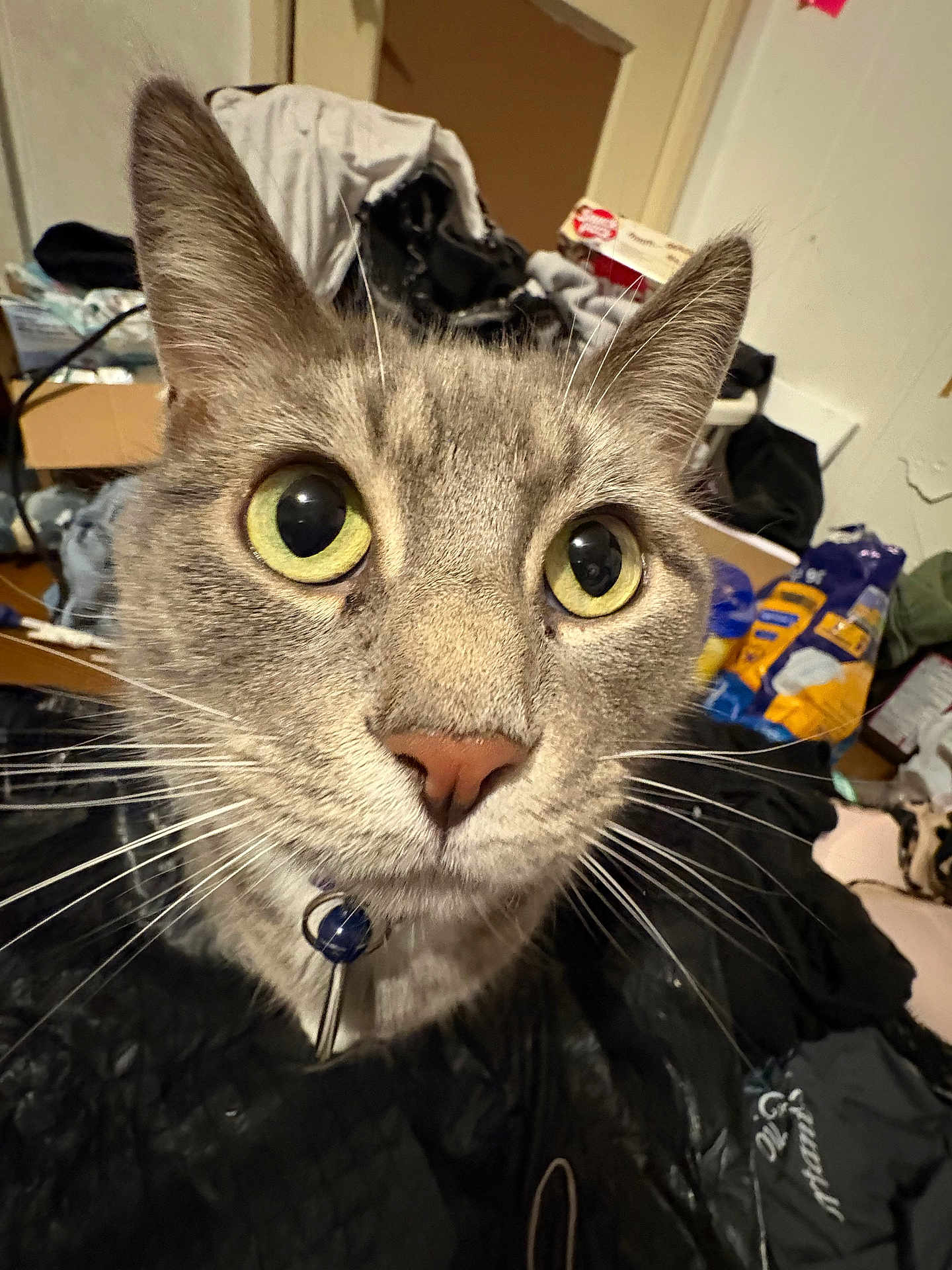 Sir joined the competition — help win amazing prizes! cat, close_up, green_eyes, curious, collar, indoor, household, clutter, feline, whiskers, pet, animal, mammal, face, ears, fur, domestic, looking_at_camera, messy_background, eyes