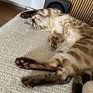 Zizou a rejoint le concours — aidez-le/la à gagner de superbes lots ! cat, blue_eyes, stretching, indoor, furniture, beige, patterned_fur, relaxed, paw, whiskers, tail, wooden_slats, speaker, textured_surface, domestic_cat, pet, close_up, cute, animal, mammal