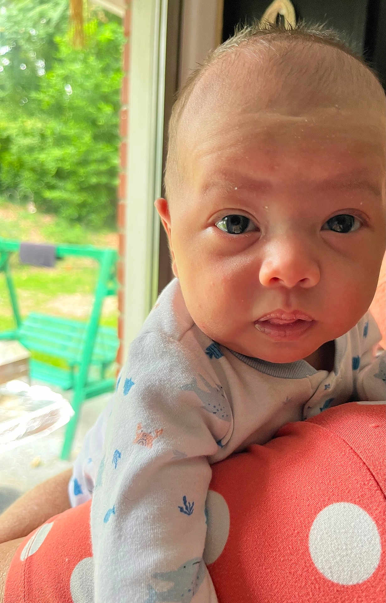 Aiden joined the competition — help win amazing prizes! baby, infant, close_up, face, eyes, polka_dot, clothing, indoor, window, cushion, person, child, curious, resting, natural_light, greenery, furniture, soft, expression, portrait