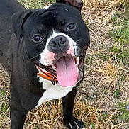 Chopper joined the competition — help win amazing prizes! dog, black_dog, white_paws, tongue_out, happy, outdoor, grass, dry_grass, pet, animal, canine, collar, ears, smiling, nature, close_up, playful, friendly, looking_up, mammal