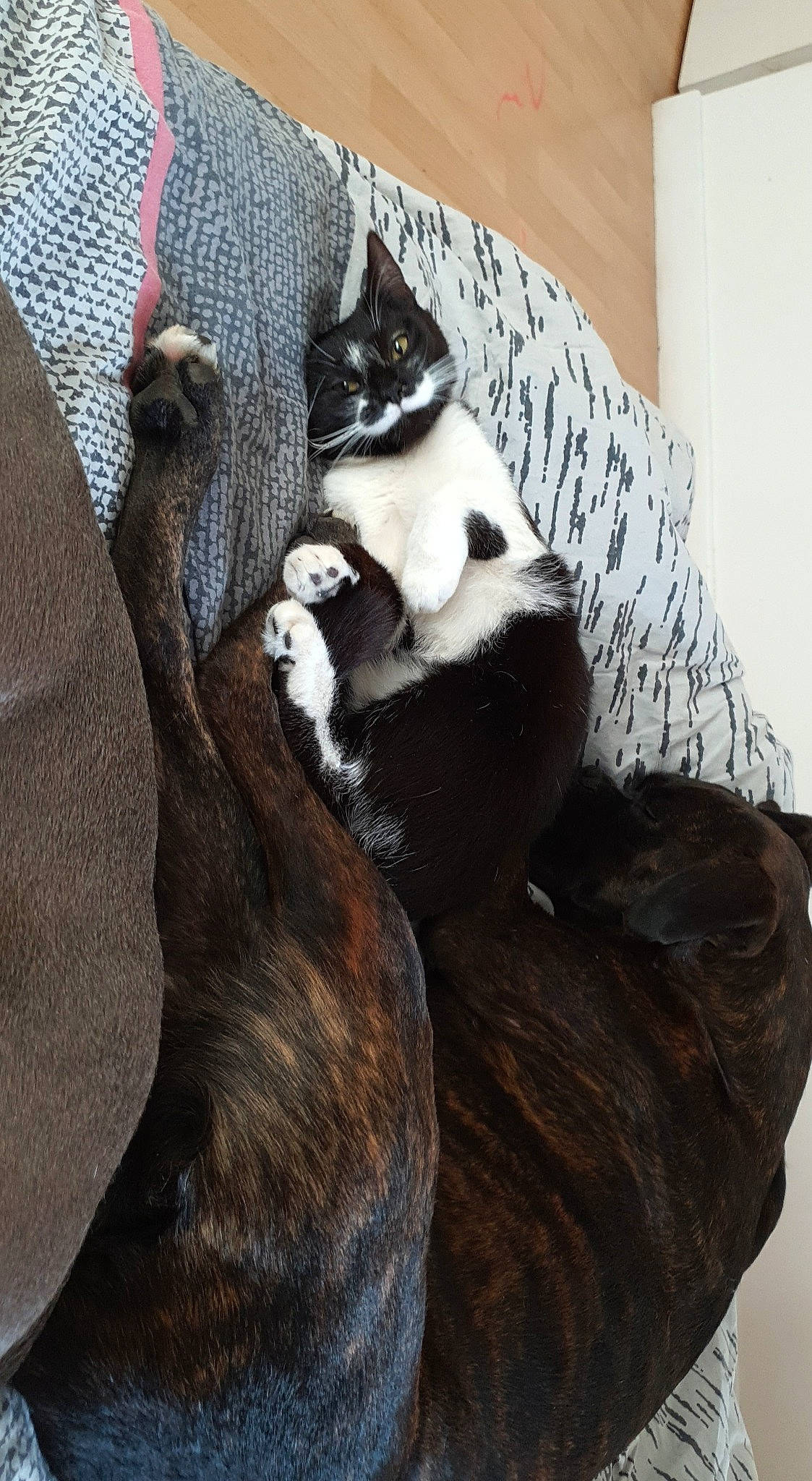 Chapline participe au concours pour gagner de l'argent avec cette photo : carnivore, cat, felidae, small_to_medium_sized_cats