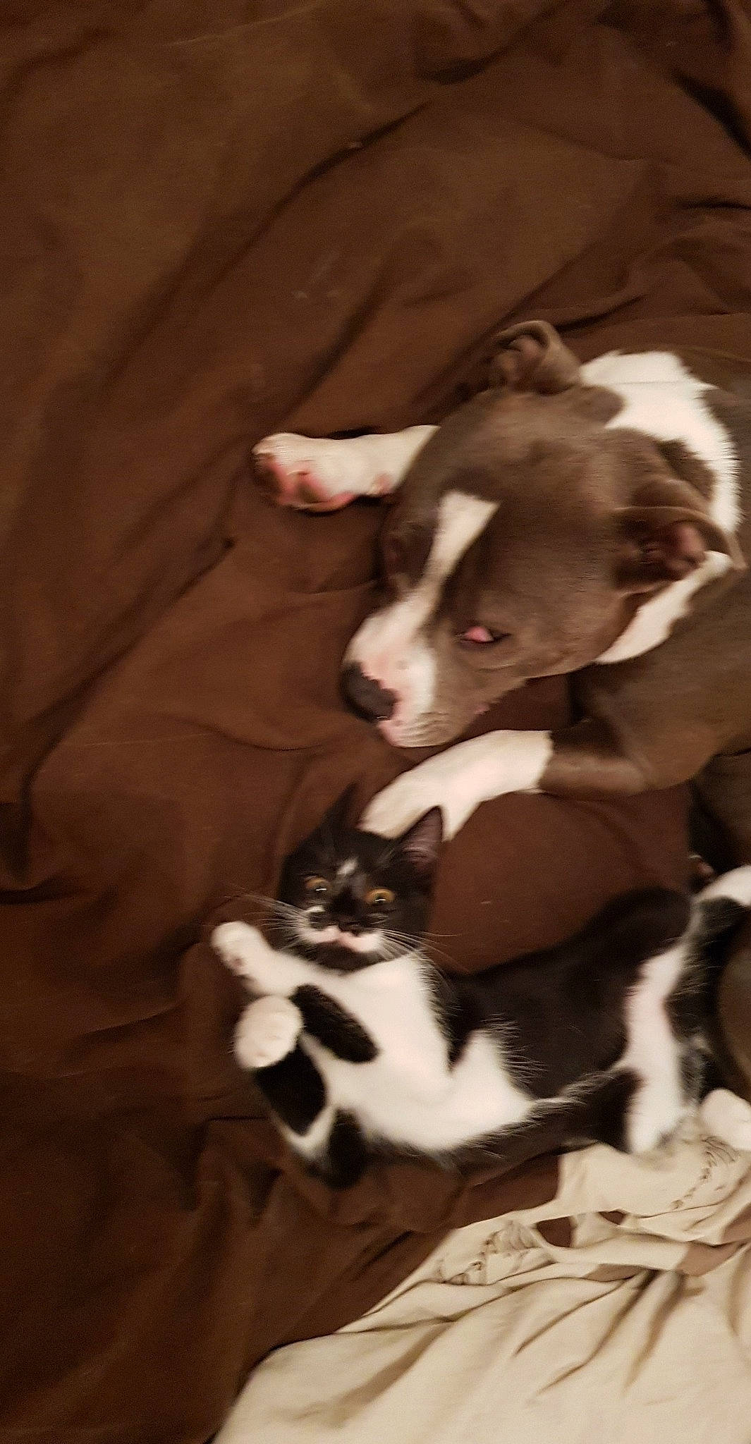 Chapline a rejoint le concours — aidez-le/la à gagner de superbes lots ! canidae, cardigan_welsh_corgi, carnivore, dog, dog_breed, fawn, mammal, pit_bull, puppy, sporting_group, vertebrate, whiskers