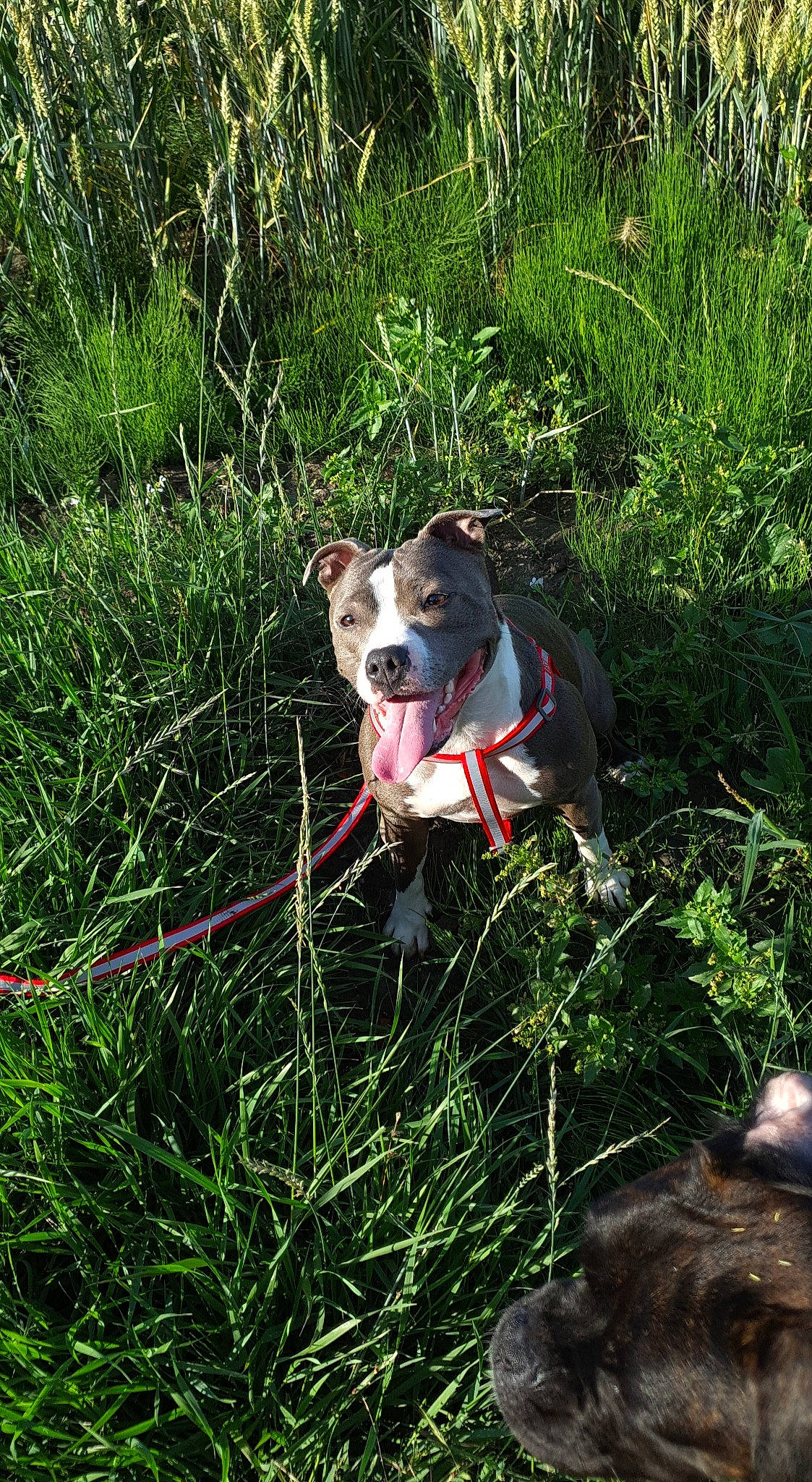 Naga participe au concours pour gagner de l'argent avec cette photo : adventure, american_bulldog, american_pit_bull_terrier, american_staffordshire_terrier, canidae, carnivore, catahoula_bulldog, dog, dog_breed, fawn, flower, grass, mammal, non_sporting_group, pit_bull, plant, staffordshire_bull_terrier, terrier
