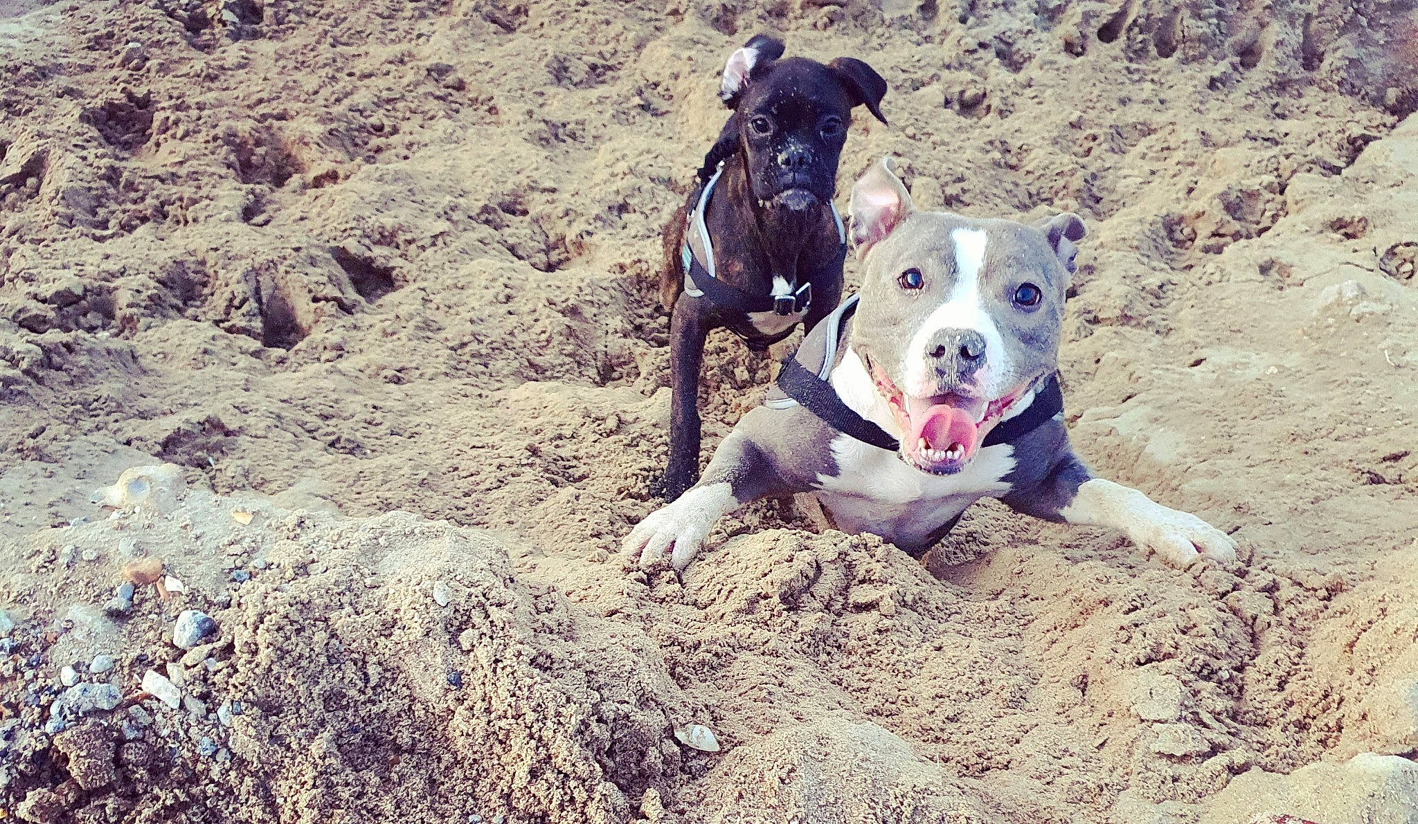 Naga participe au concours pour gagner de l'argent avec cette photo : adventure, american_bulldog, american_pit_bull_terrier, american_staffordshire_terrier, canidae, carnivore, catahoula_bulldog, dog, dog_breed, fawn, mammal, non_sporting_group, pit_bull, puppy, rare_breed_dog, snout, sporting_group, staffordshire_bull_terrier, terrier