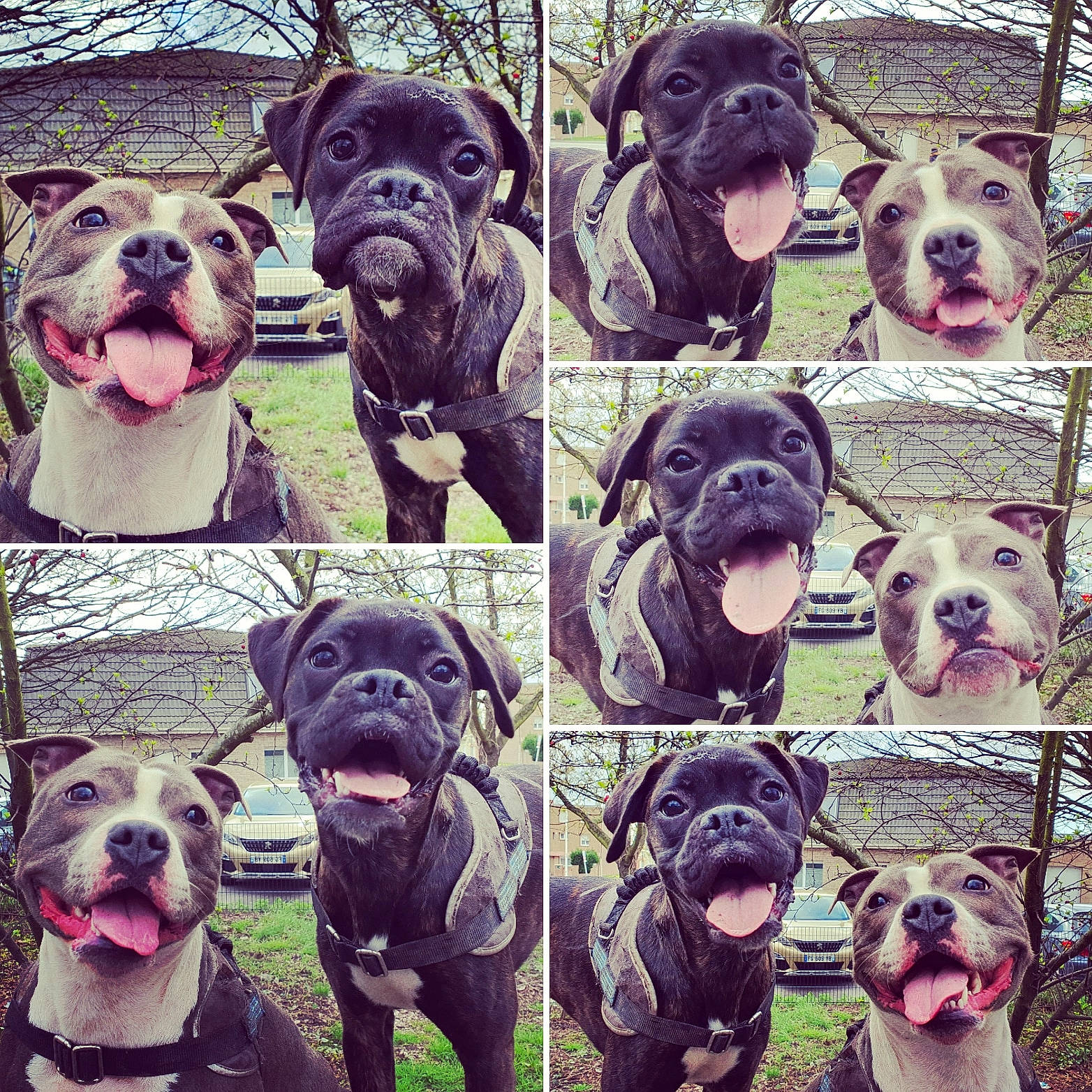 Naga a rejoint le concours — aidez-le/la à gagner de superbes lots ! american_bulldog, american_pit_bull_terrier, ancient_dog_breeds, canidae, carnivore, dog, dog_breed, dog_walking, mammal, molosser, non_sporting_group, photography, pit_bull, puppy_love, rare_breed_dog, selfie, snout, sporting_group, vertebrate, working_dog