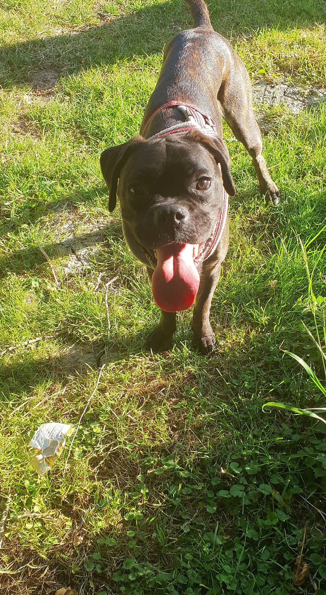 Pumbie a rejoint le concours — aidez-le/la à gagner de superbes lots ! alano_espanol, alaunt, american_pit_bull_terrier, bandog, bullmastiff, canidae, carnivore, cimarron_uruguayo, dog, dog_breed, dogo_sardesco, fawn, grass, mammal, molosser, perro_de_presa_canario, perro_de_presa_mallorquin, sporting_group, staffordshire_bull_terrier, vertebrate