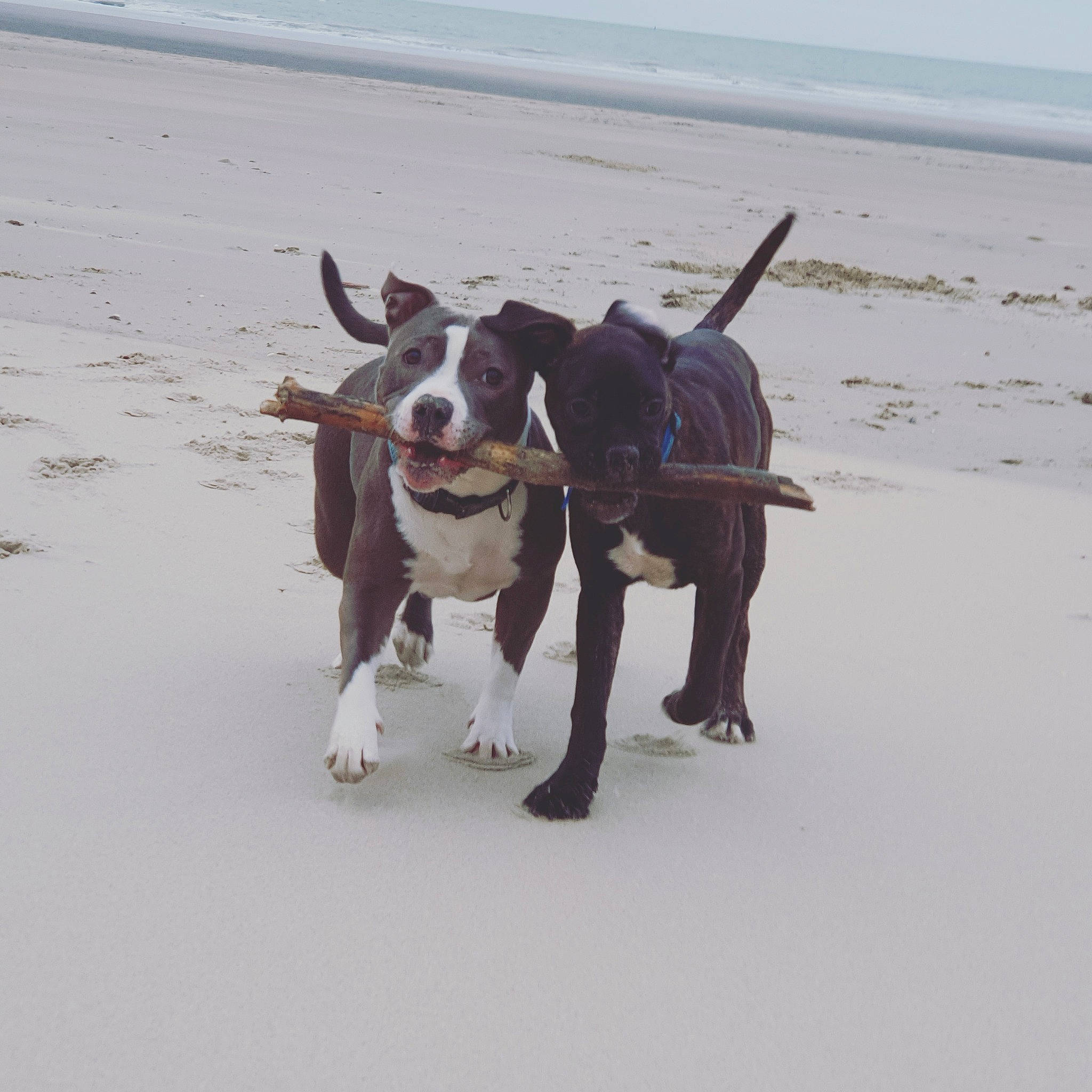 Pumbie a rejoint le concours — aidez-le/la à gagner de superbes lots ! american_pit_bull_terrier, bovine, canidae, carnivore, dog, dog_breed, dog_walking, great_dane, leash, mammal, non_sporting_group, snout, sporting_group, vertebrate