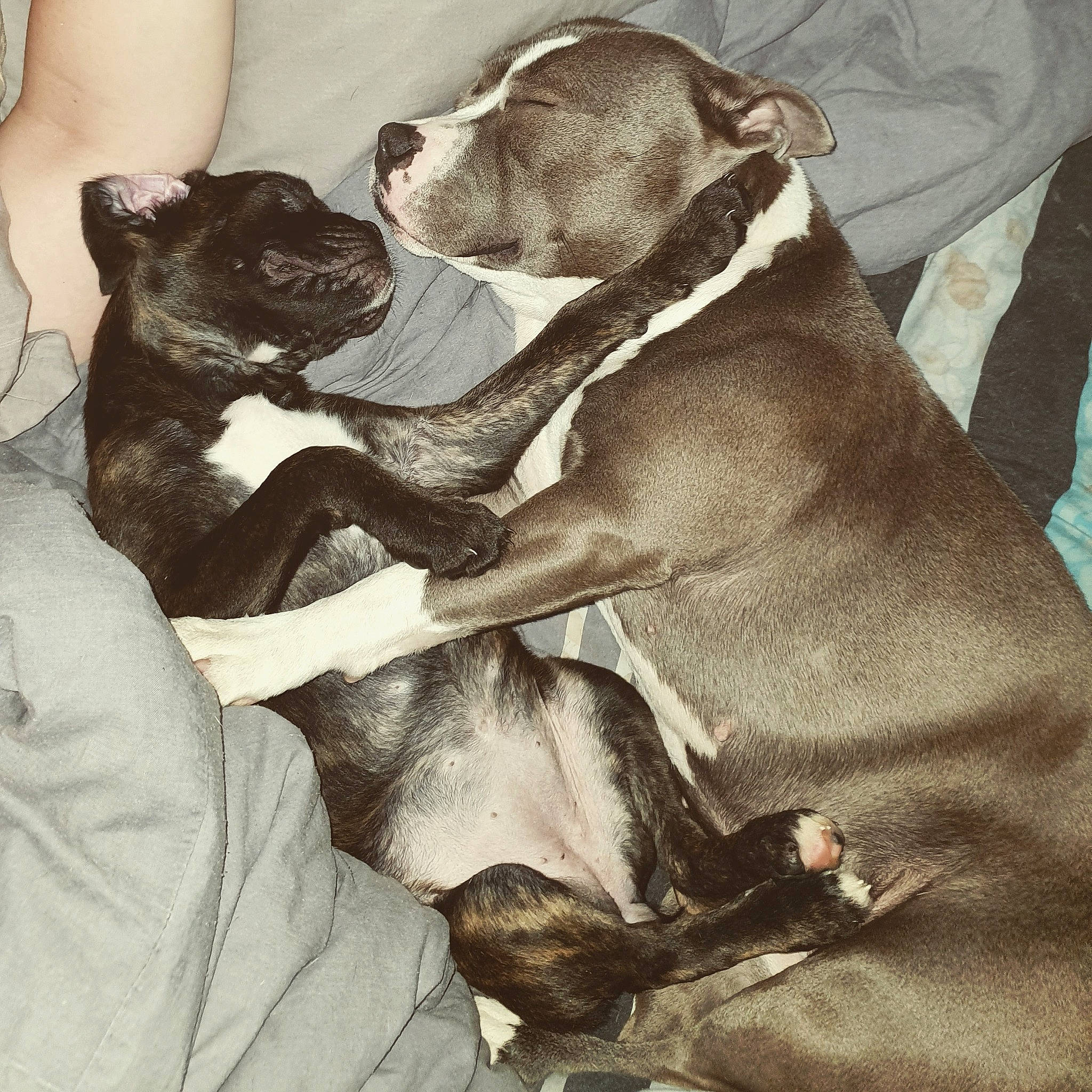 Pumbie participe au concours pour gagner de l'argent avec cette photo : american_pit_bull_terrier, american_staffordshire_terrier, bandog, bull_and_terrier, canidae, carnivore, companion_dog, dog, dog_breed, ear, fawn, non_sporting_group, olde_english_bulldogge, pit_bull, puppy_love, rare_breed_dog, snout, sporting_group, staffordshire_bull_terrier, valley_bulldog