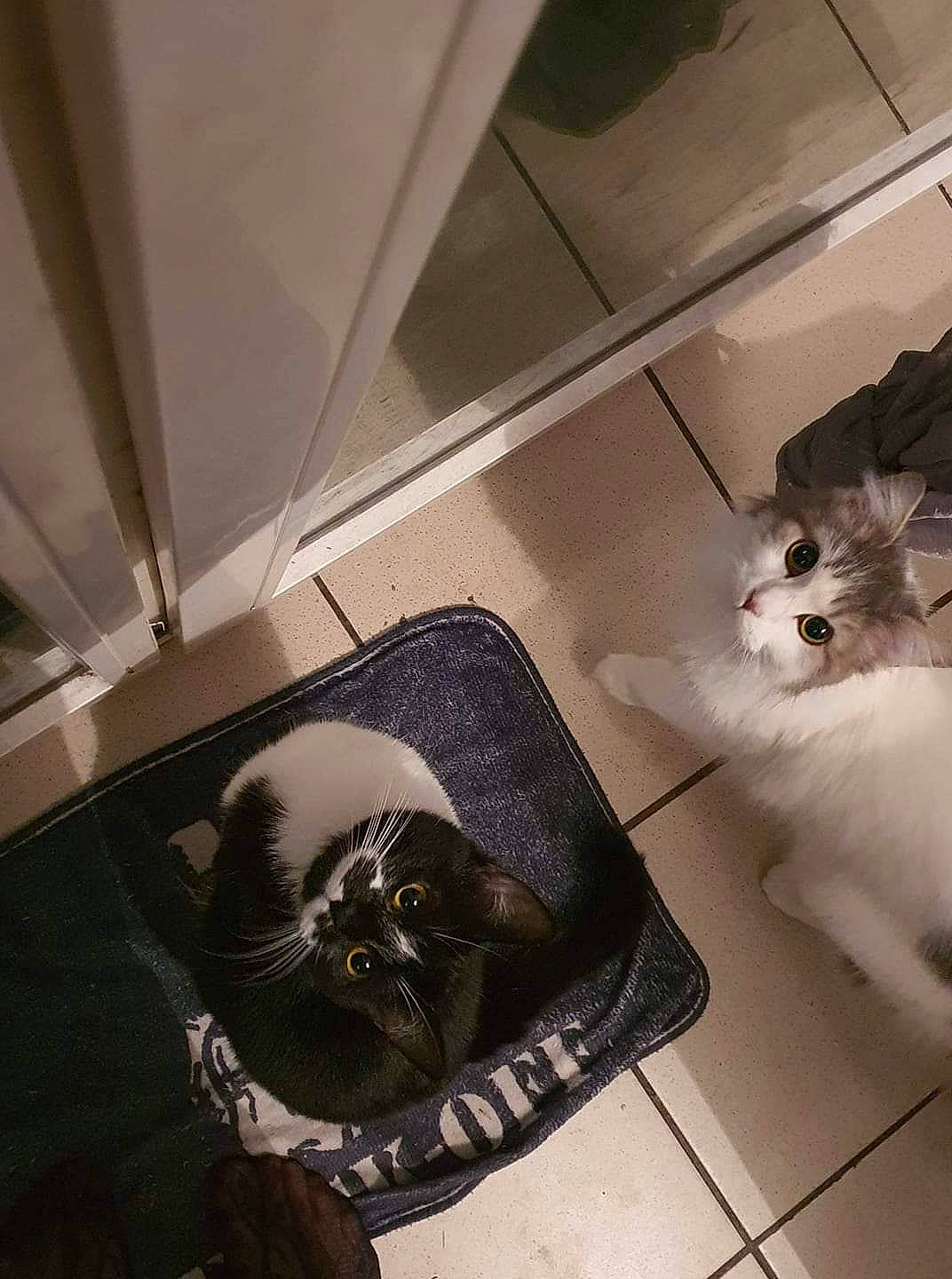 Cokaïne participe au concours pour gagner de l'argent avec cette photo : canidae, carnivore, cat, companion_dog, felidae, floor, fur, kitten, small_to_medium_sized_cats, square, whiskers