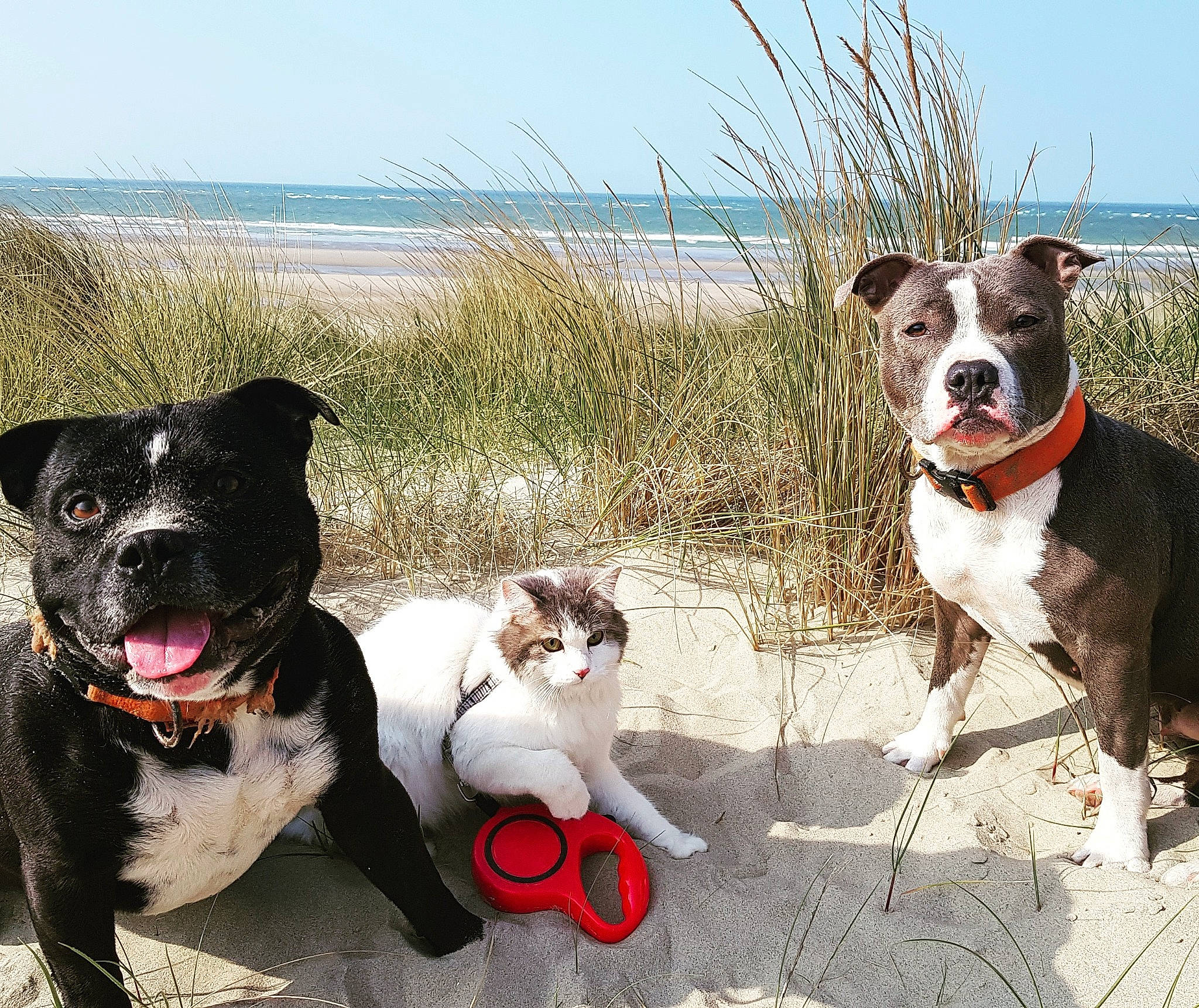 Cokaïne a rejoint le concours — aidez-le/la à gagner de superbes lots ! adventure, american_pit_bull_terrier, american_staffordshire_terrier, canidae, carnivore, collar, companion_dog, dog, dog_breed, dog_collar, dog_walking, leash, love, mammal, non_sporting_group, pit_bull, sky, sporting_group, staffordshire_bull_terrier, vertebrate