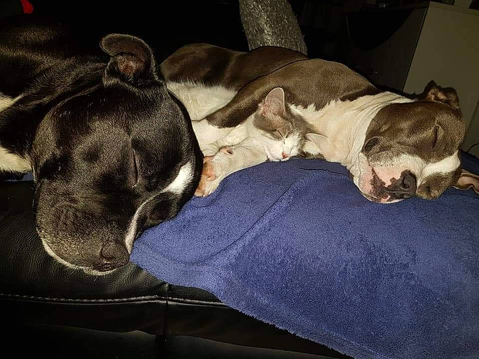 Cokaïne a rejoint le concours — aidez-le/la à gagner de superbes lots ! american_bulldog, american_pit_bull_terrier, american_staffordshire_terrier, canidae, carnivore, companion_dog, dog, dog_breed, fawn, mammal, nap, non_sporting_group, old_english_bulldog, olde_english_bulldogge, pit_bull, puppy, sleep, snout, valley_bulldog, vertebrate