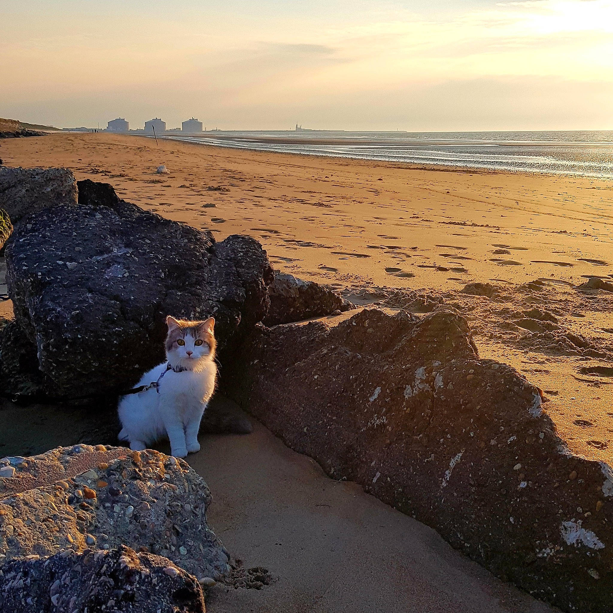 Cokaïne participe au concours pour gagner de l'argent avec cette photo : beach, calm, canidae, carnivore, coast, coastal_and_oceanic_landforms, evening, horizon, landscape, morning, ocean, photography, rock, sand, sea, shore, sky, sunlight, sunset, wood