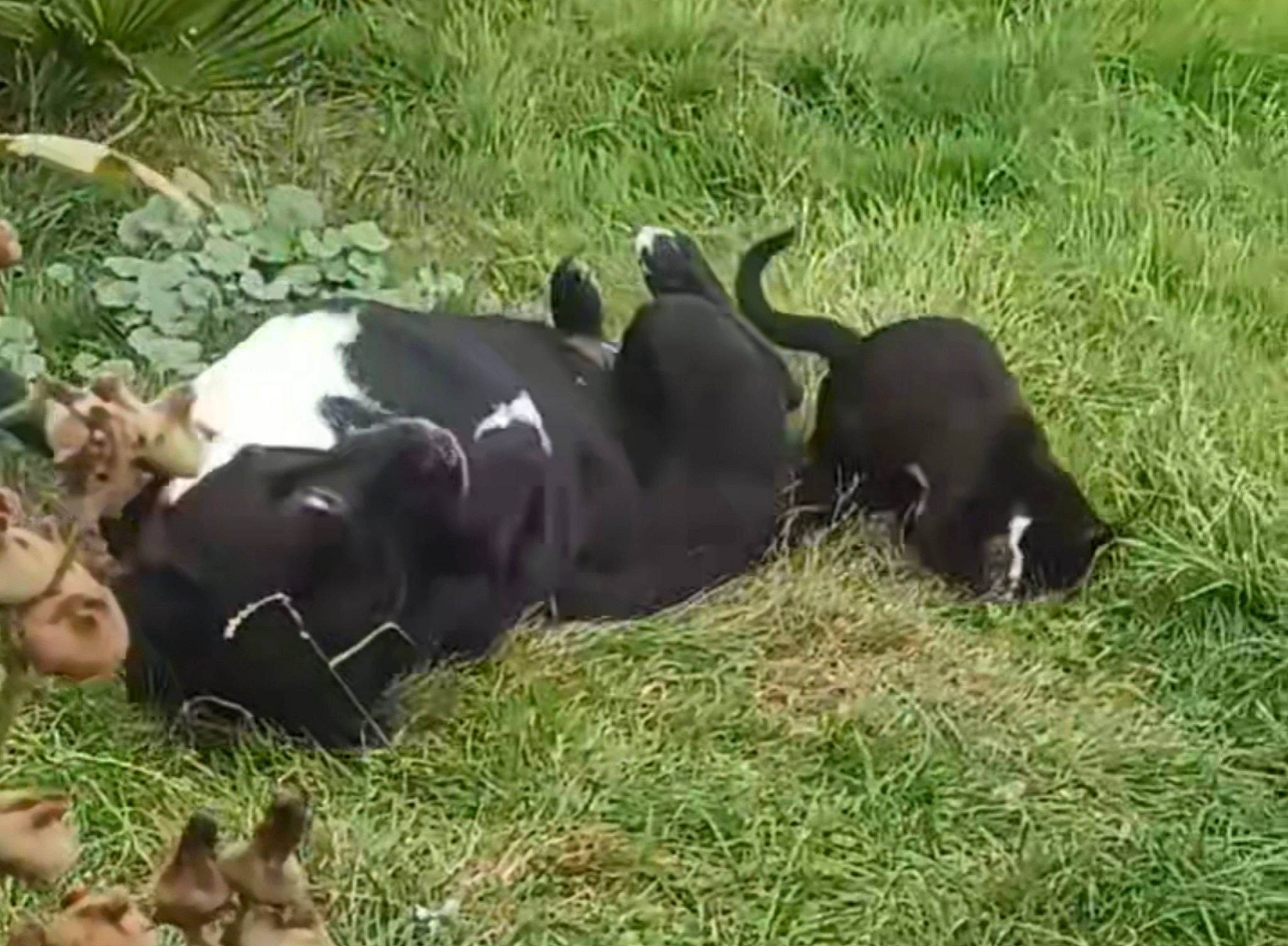 Maïka participe au concours pour gagner de l'argent avec cette photo : bovine, canidae, carnivore, companion_dog, dairy, dairy_cow, dog_breed, fur, grass, grassland, grazing, herd, livestock, pasture, plant, snout, sporting_group, tail, terrestrial_animal, working_animal