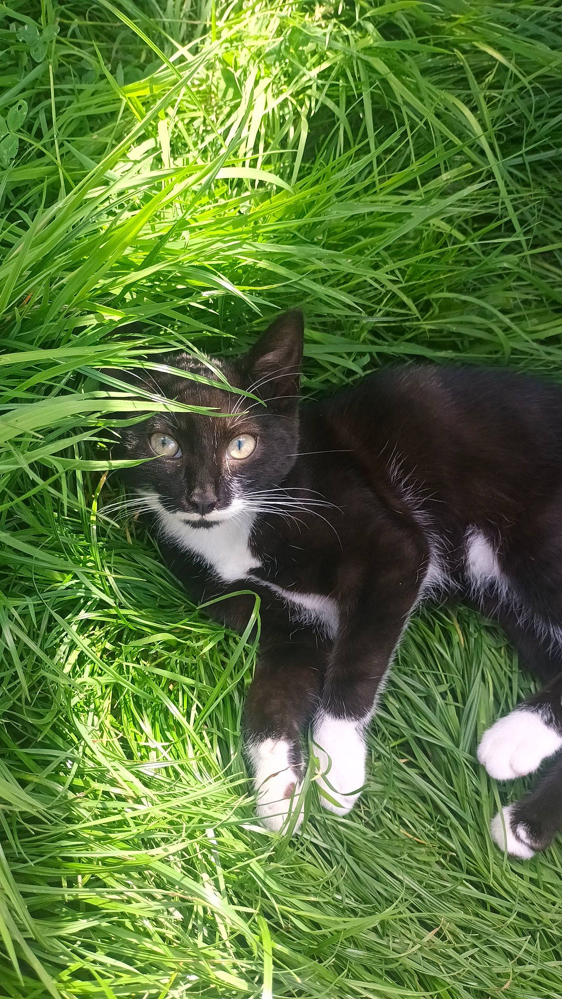 Maïka participe au concours pour gagner de l'argent avec cette photo : carnivore, cat, dog_breed, domestic_short_haired_cat, felidae, fur, grass, grass_family, grassland, groundcover, herb, herbaceous_plant, hierochloe, plant, small_to_medium_sized_cats, snout, tail, terrestrial_animal, terrestrial_plant, whiskers