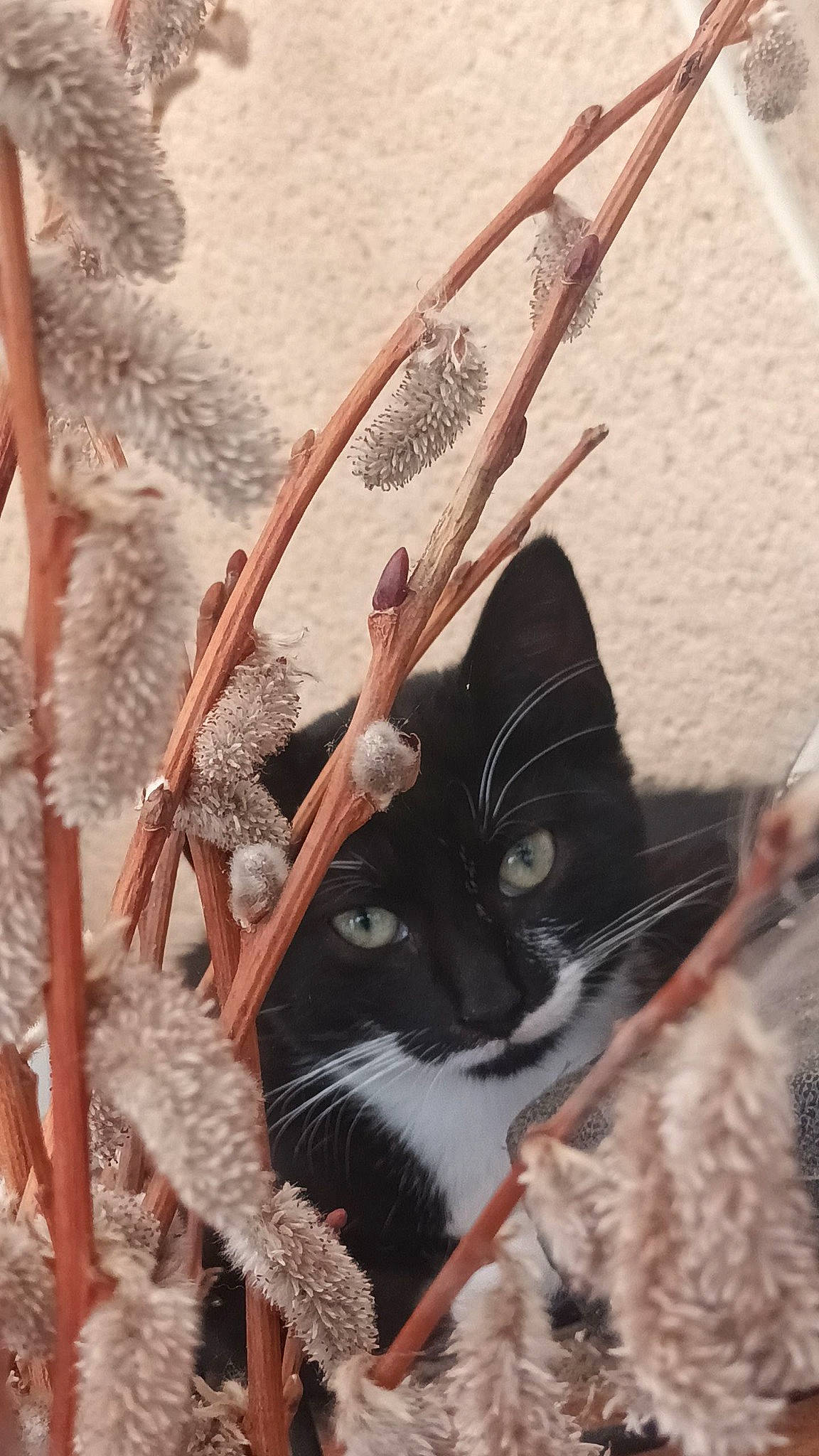 Maïka participe au concours pour gagner de l'argent avec cette photo : carnivore, cat, domestic_short_haired_cat, eye, fashion_accessory, feather, felidae, fur, grass, hat, headgear, plant, small_to_medium_sized_cats, snout, sun_hat, tail, twig, whiskers, winter, wood
