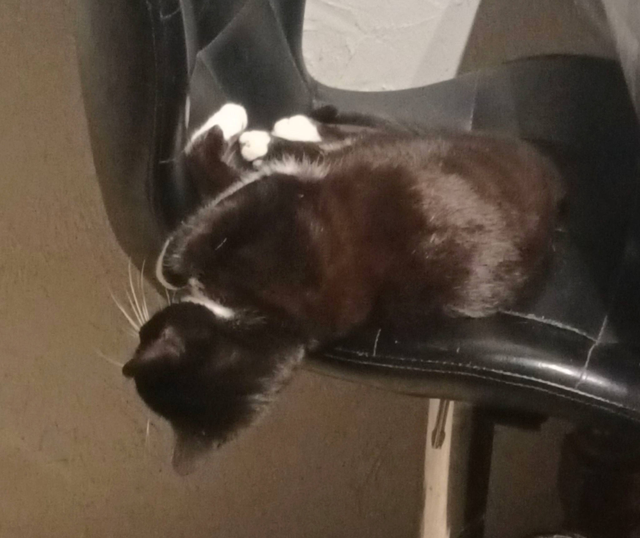 Maïka a rejoint le concours — aidez-le/la à gagner de superbes lots ! bag, black_cat, carnivore, cat, claw, comfort, dog_breed, felidae, flooring, foot, fur, hardwood, human_leg, paw, shadow, small_to_medium_sized_cats, tail, whiskers